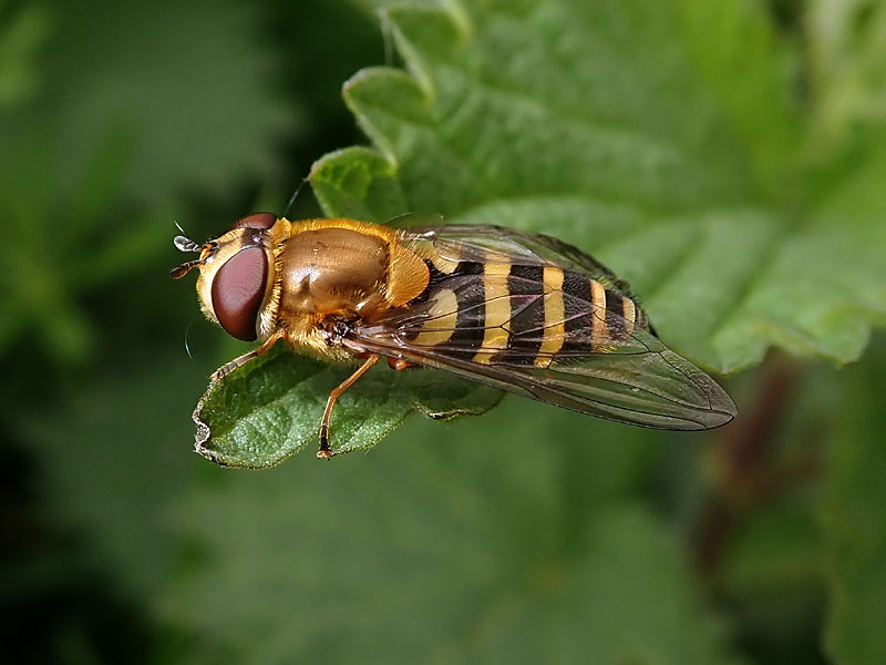 Syrphidae:  Syrphus sp., femmina